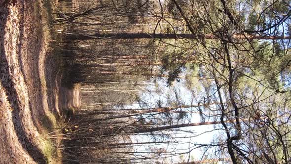 Vertical Video of an Autumn Forest During the Day in Ukraine alt