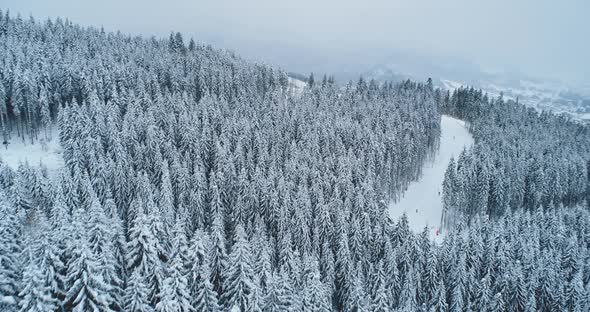 Winter Forest Snow Background Landscape