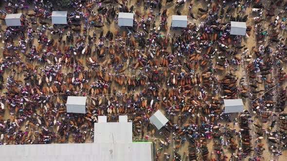 Aerial view of people trading at local cattle market, Rajshahi, Bangladesh.. alt