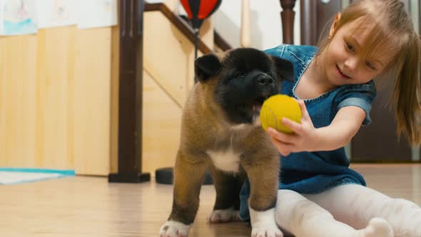 Joyful girl playing with her dog with tennis ball