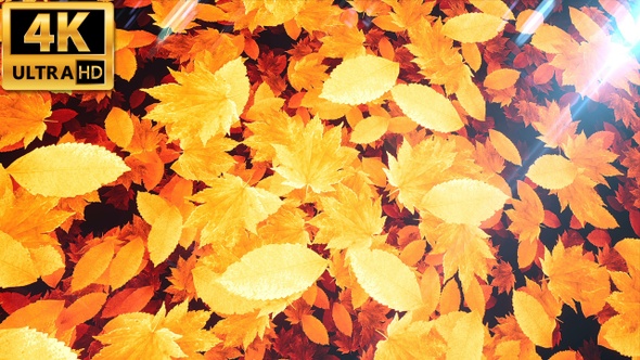 Autumn Leaves 4k