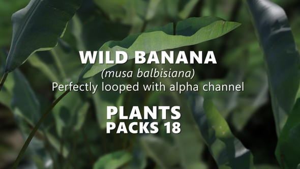 WILD BANANA (musa balbisiana) Looped plants