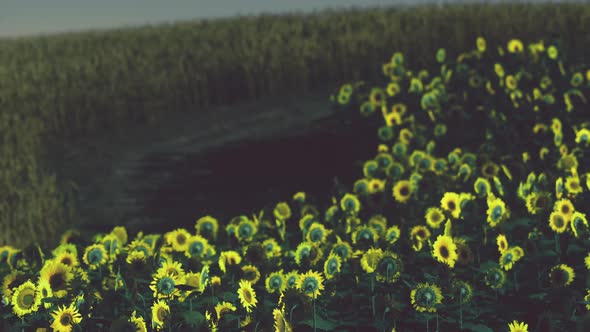 Field of Blooming Sunflowers on a Background Sunset alt