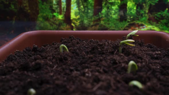 Plants Growing Timelapse Sprouts Germination on Window in Seedling Pot alt