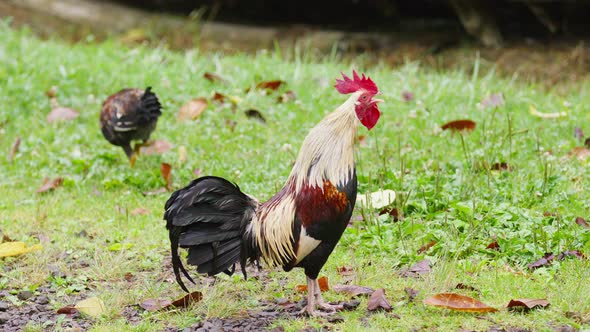 Big Colorful Wild Rooster with Red Comb Crows Loudly at Green Grass Chicken Coop alt