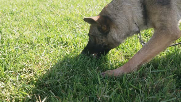 Shepherd dog walking in the farm alt