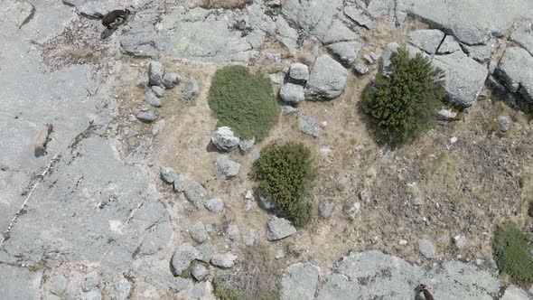 Drone rises over goats walking on stone in the mountains. alt