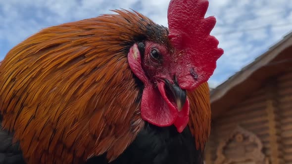 Rooster In The Village Yard