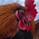 Rooster In The Village Yard - VideoHive Item for Sale