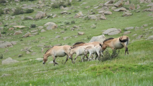 Wild Przewalski Albino White Foal Horse, Stock Footage | VideoHive