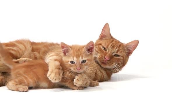 750394 Red Tabby Domestic Cat, Female with Kitten against White Background, Slow motion alt