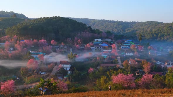 4K : Timelapse of a rural village with beautiful Wild Himalayan Cherry alt