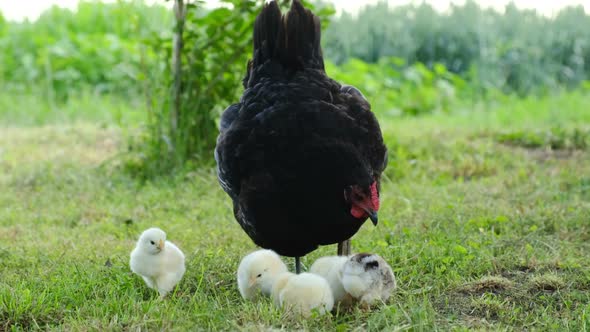 An Old Chicken Walks on the Grass with Baby Chickens alt