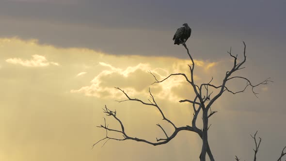 Vulture standing in a tree alt