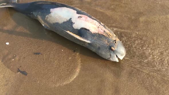 Poor Young Dolphin Laying Dead on the Beach, Indian Seaside, Ecological Catastrophe, Nature Disaster