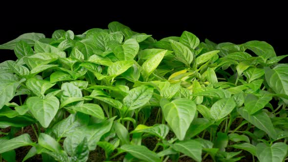 Time Lapse of Growth Sweet Bell Peppers Plants alt