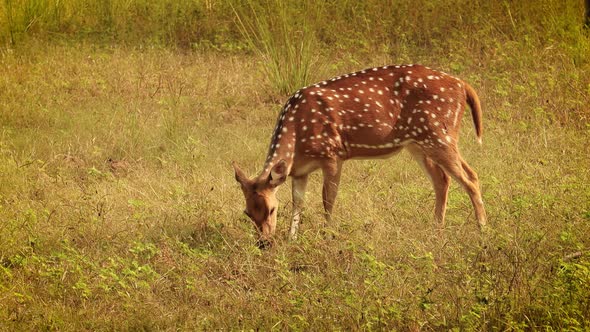 Chital or Cheetal, Also Known As Spotted Deer, Chital Deer, and Axis Deer alt