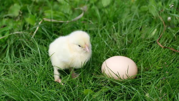 Fluffy Little Chicken Sits on the Green Grass Near the Egg alt