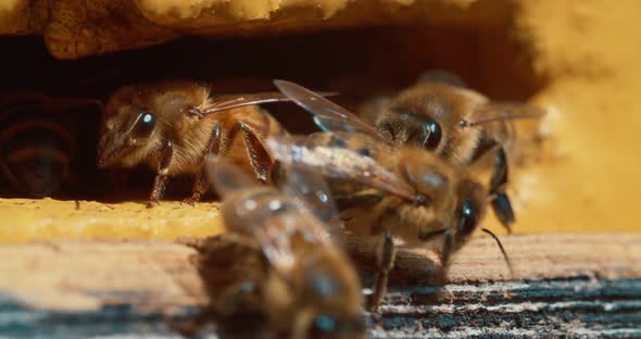 Slow motion of Bees getting inside the small hole