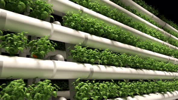 Green plants on shelves. Endless rows of pots with young fresh plants growing.4K