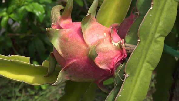 Pitaya Or Dragon Fruit