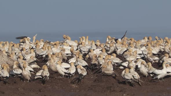 Cape Gannet Colony in South Africa alt