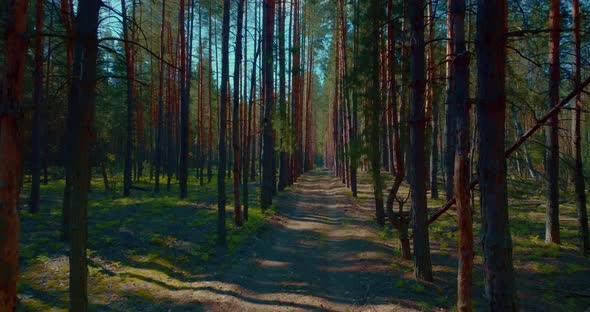 Mysterious and Beautiful Pine Forest in Morning Camera is Moving Between Trees  Prores