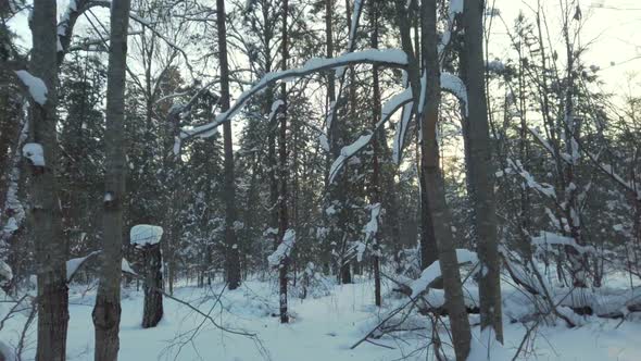 Beautiful Winter Forest in Sunlight