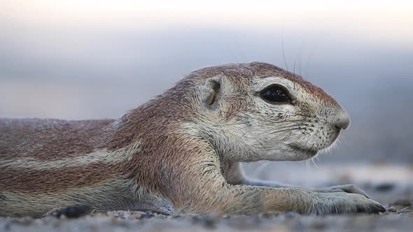 Resting Ground Squirrel alt