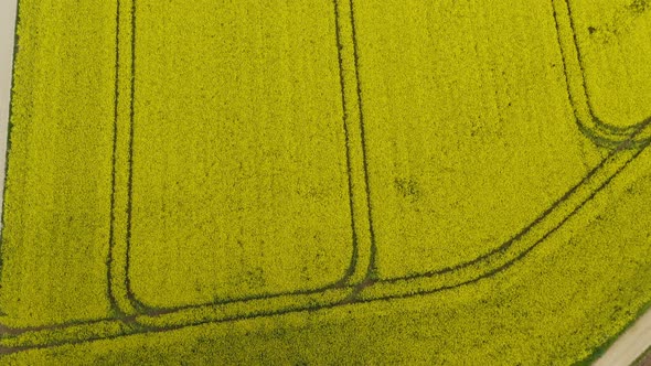 Look up drone shot from a group of green trees up to a wide yellow blooming rapeseed field at a summ alt