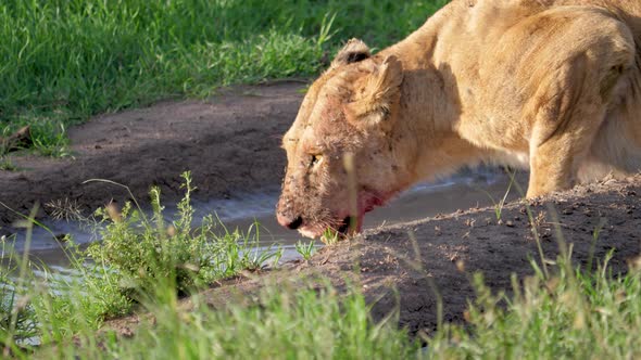 African Wild Lioness With A Bloodied Face Drinking Water From A Puddle Close Up alt