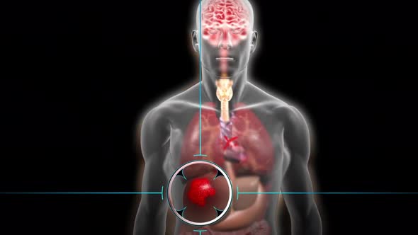 Human Internal Organs Pancreas with Gallbladder Anatomy Animation Concept. 3D alt