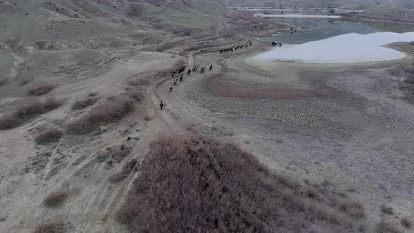 Aerial view of herd of horses grazing near lake Bugaz in mountains, watering hole, Crimea, Russia.