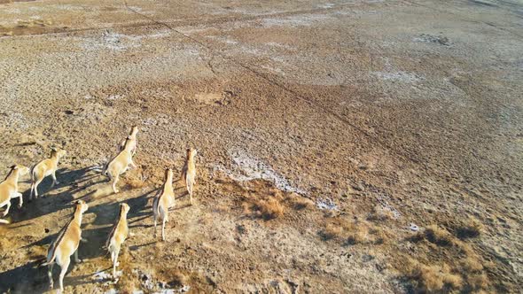 A Herd of Przewalski's Horses Gallops Across the Steppe Filmed From a Drone alt