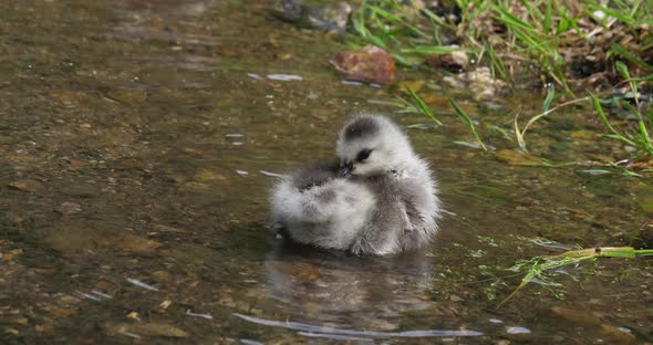 Barnacle Goose, branta leucopsis, gosling standing in Water, Normandy, slow motion 4K alt