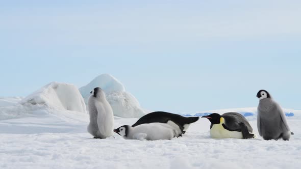 Emperor Penguins with Chicks in Antarctica