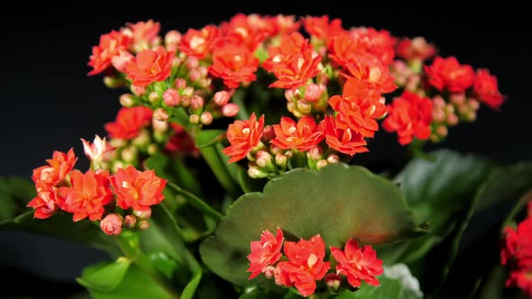 Dense Red Kalanchoe Flowers and Green Leaves Rotate by SlavaStock ...