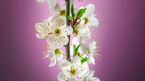 Time Lapse of Cherry Blossom Branch on a Purple Background