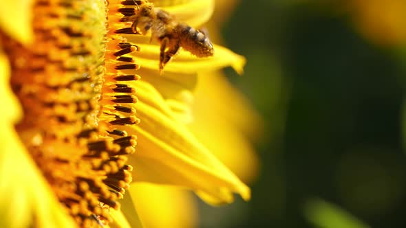 Honey bee covered with pollen collecting nectar from yellow sunflower, close up 4K view.