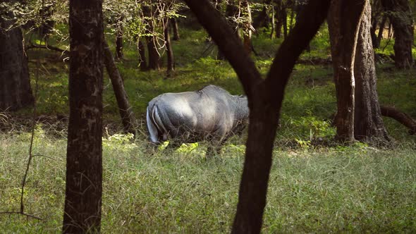 Nilgai or Blue Bull Is the Largest Asian Antelope and Is Endemic To the Indian Subcontinent alt