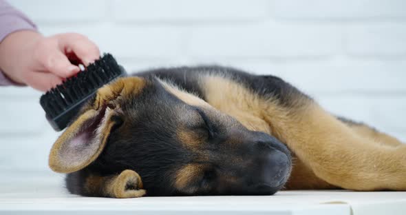 Woman Combing Black Brush Wool of Dog on White Background alt