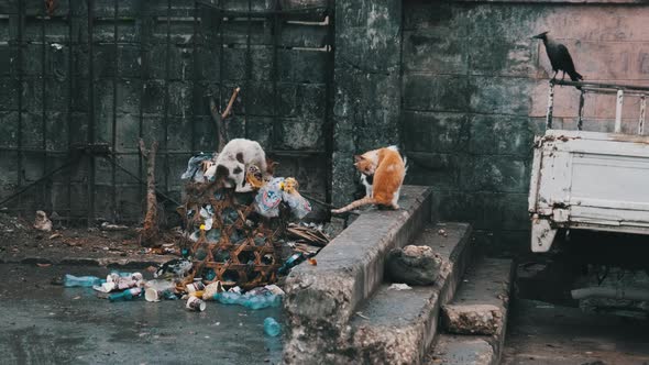 Stray Shabby Cats Eat Rotten Food From a Dirty Dumpster Poor Africa Zanzibar alt