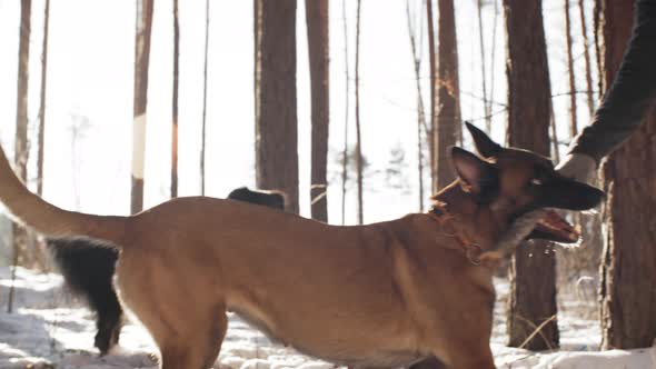 Dog Playing with Owner on Winter Walk alt