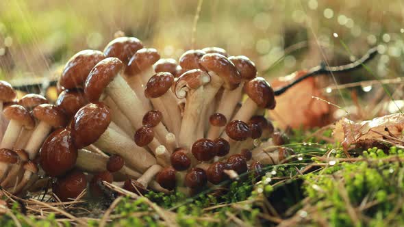 Armillaria Mushrooms of Honey Agaric In a Sunny Forest in the Rain. alt