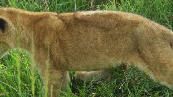Lion cub resting and walking alt