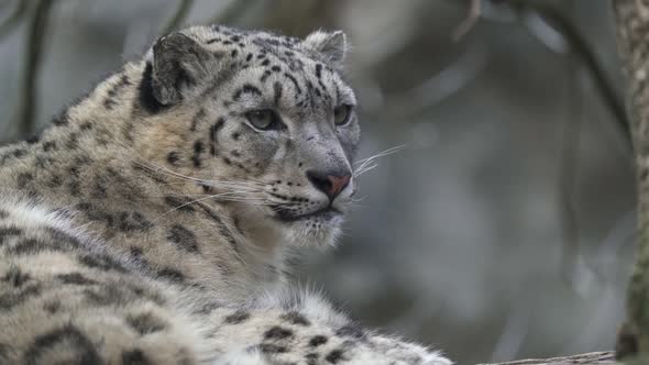 Snow leopard - Irbis (Panthera uncia).