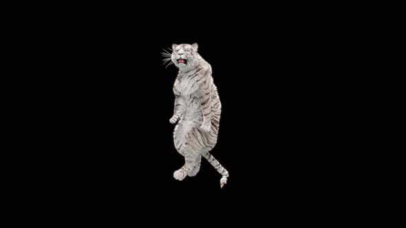 67 White Tiger Dancing HD alt