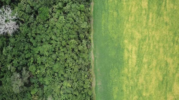 Aerial image reveals deforestation in the Amazon for soy plantation. alt