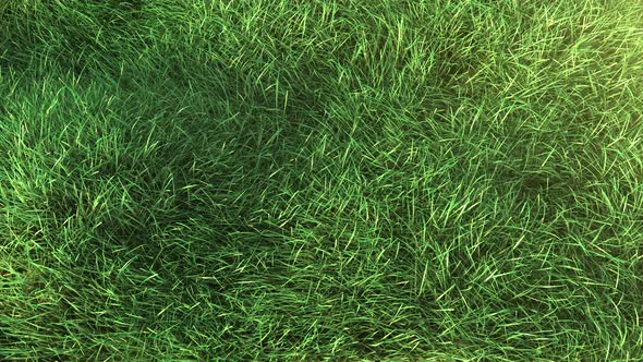 Grass Blowing in the Wind 4K, Motion Graphics | VideoHive