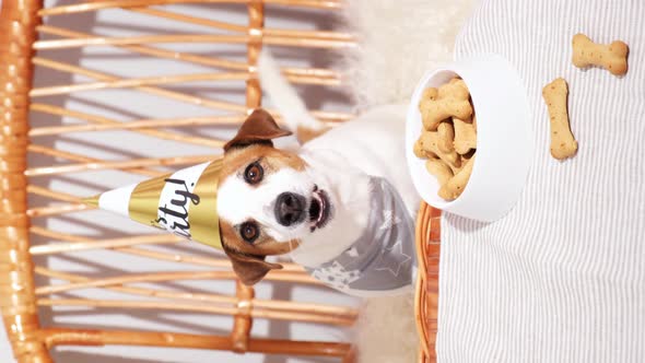Jack Russell Terrier Dog in Party Hat at Table with Bone Cookie Cake